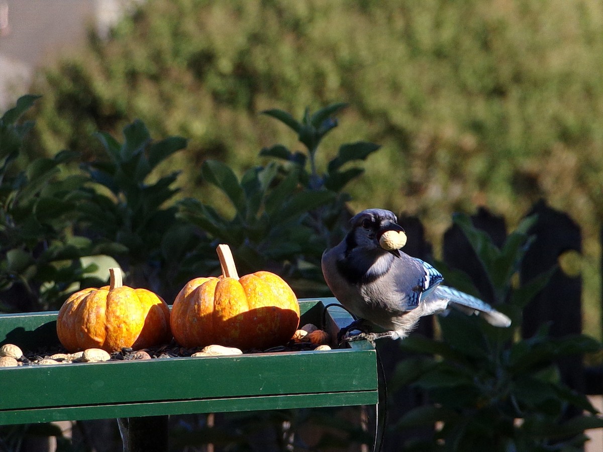 Blue Jay - ML642911528