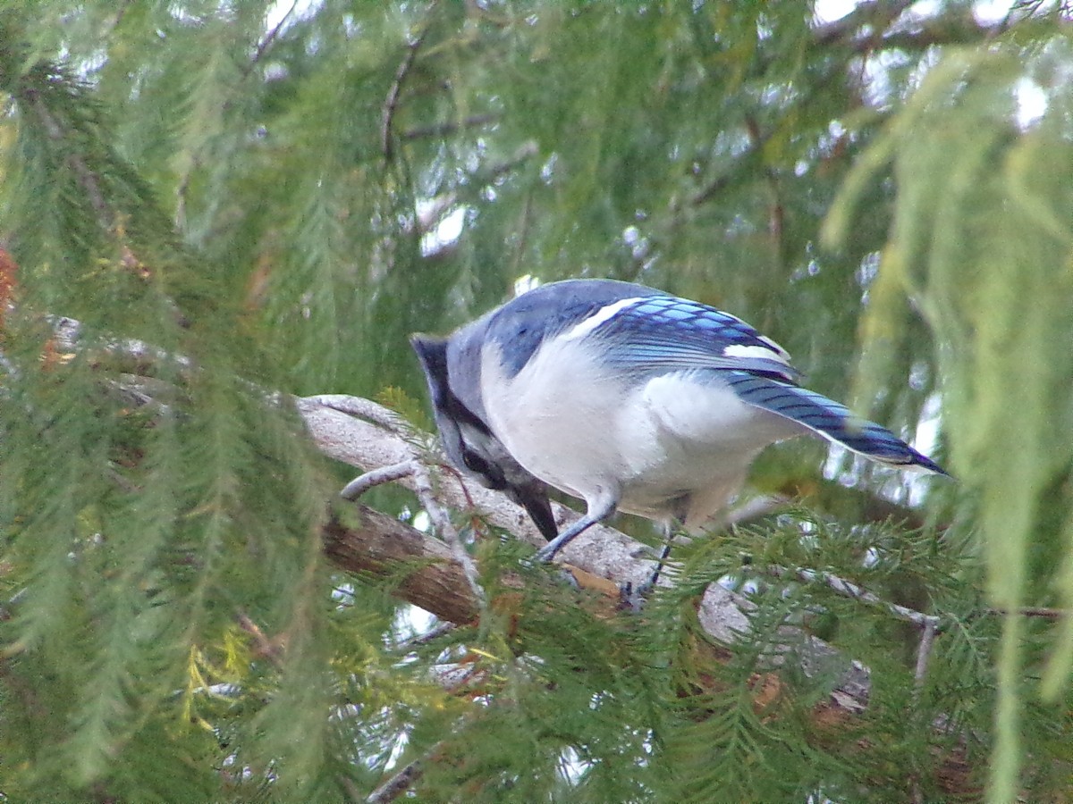 Blue Jay - ML642911530