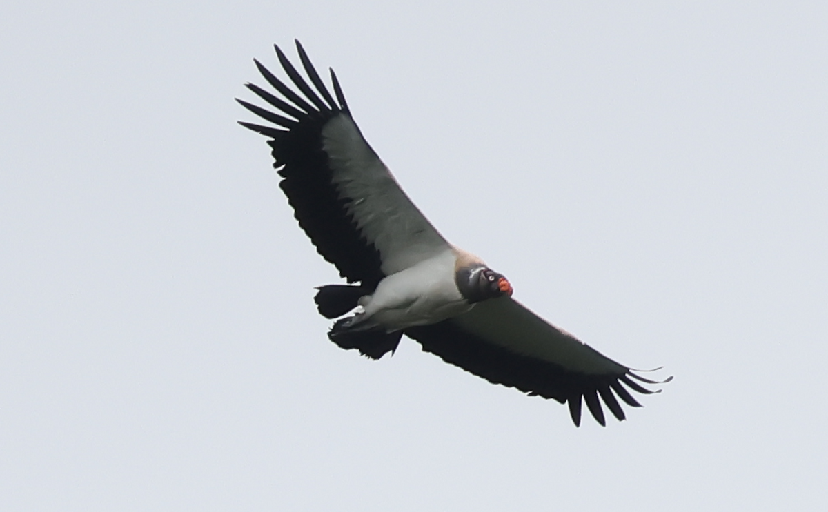 King Vulture - ML642911534