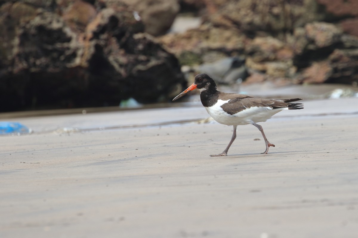 Eurasian Oystercatcher - ML642911556