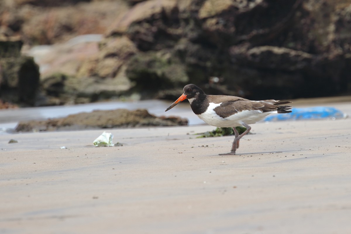 Eurasian Oystercatcher - ML642911557