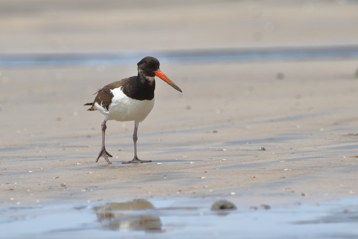 Eurasian Oystercatcher - ML642911558