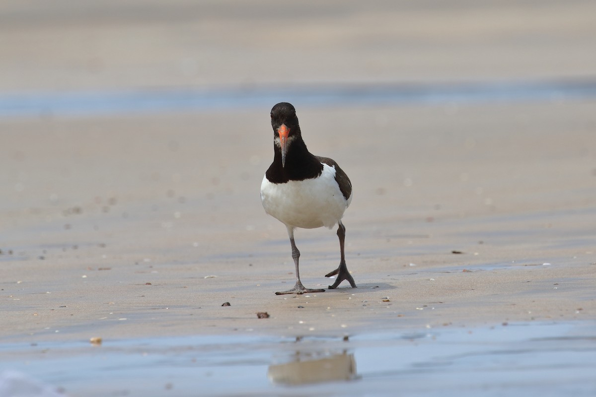 Eurasian Oystercatcher - ML642911559