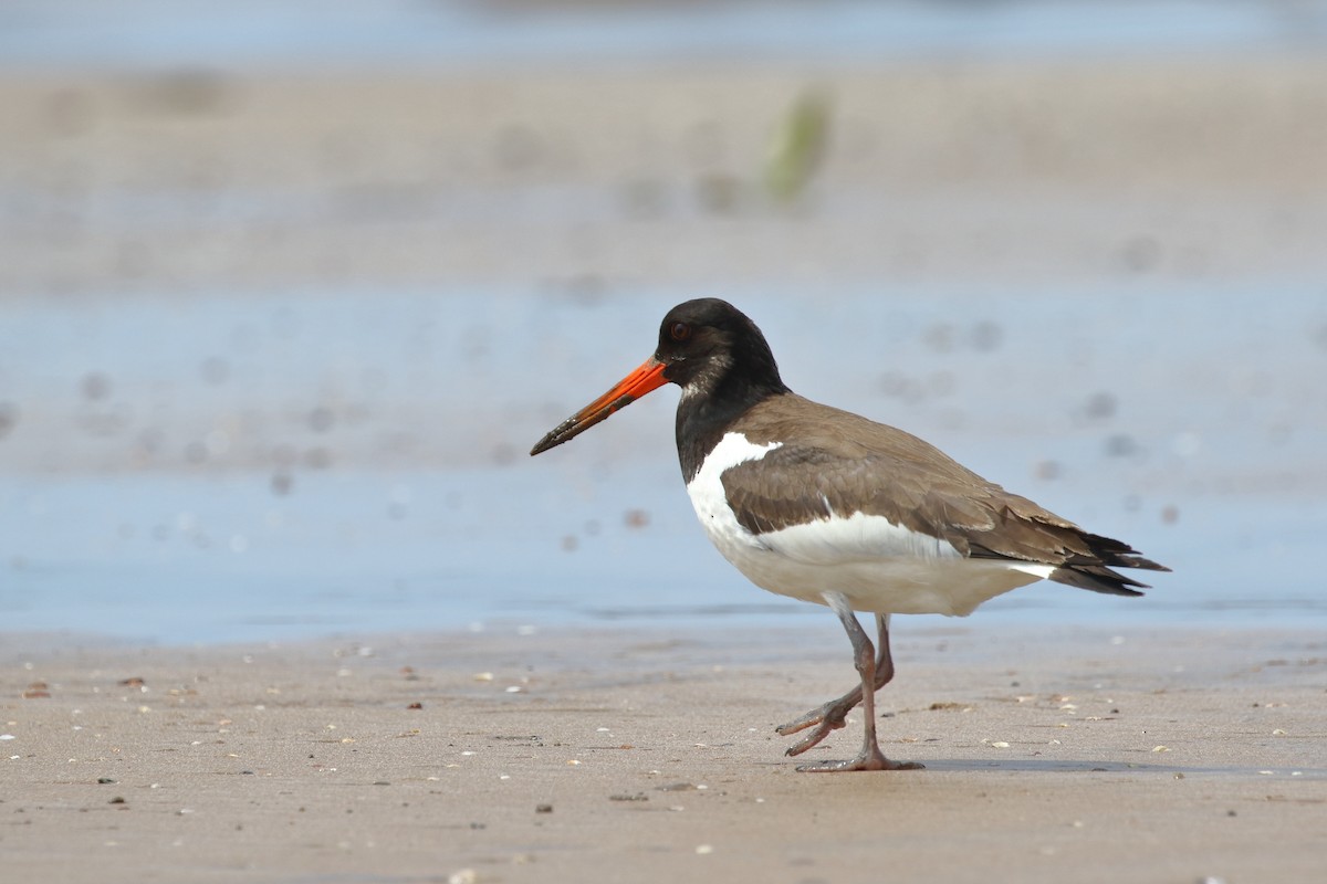 Eurasian Oystercatcher - ML642911560