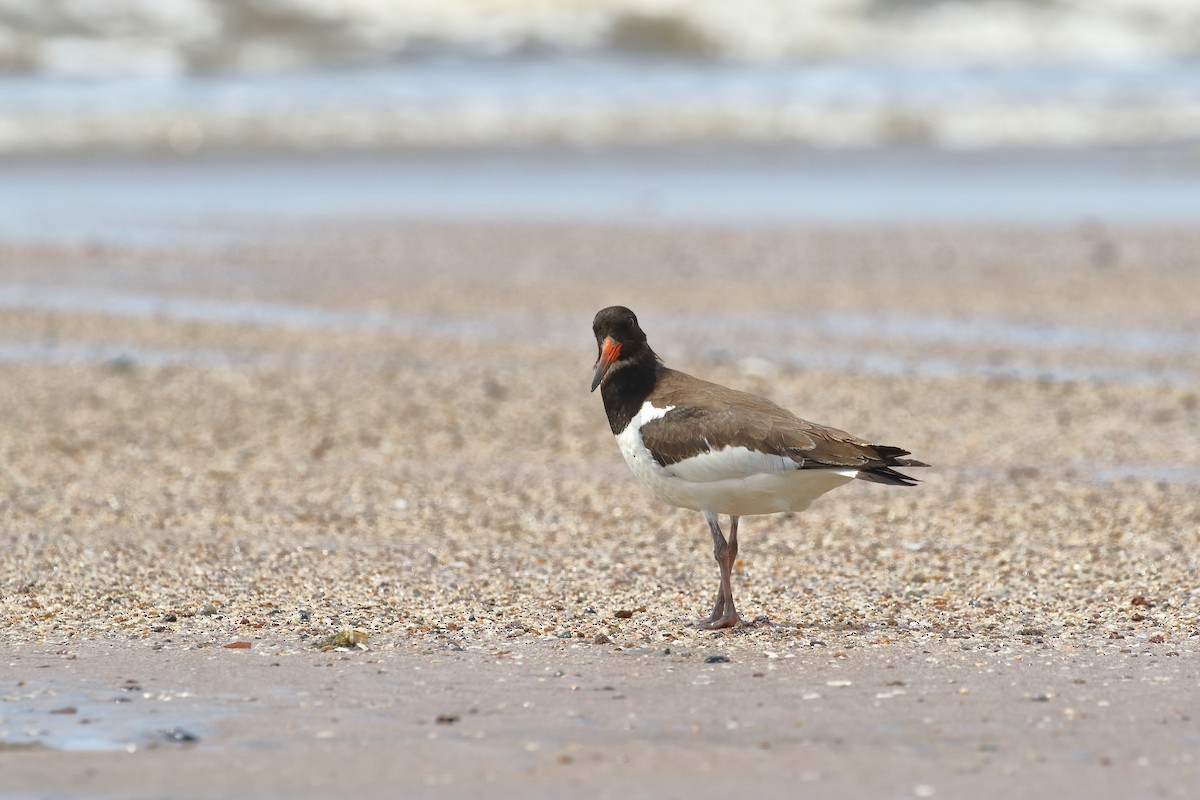 Eurasian Oystercatcher - ML642911561