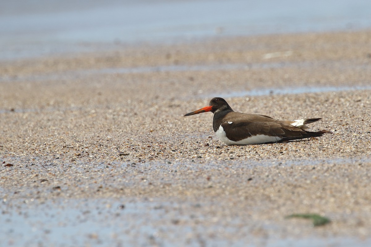 Eurasian Oystercatcher - ML642911562