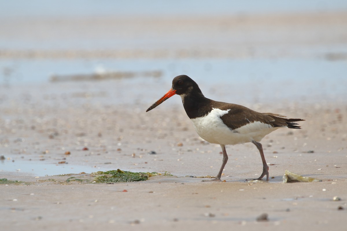 Eurasian Oystercatcher - ML642911563