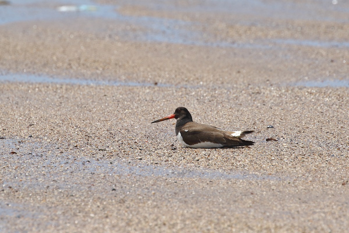 Eurasian Oystercatcher - ML642911564