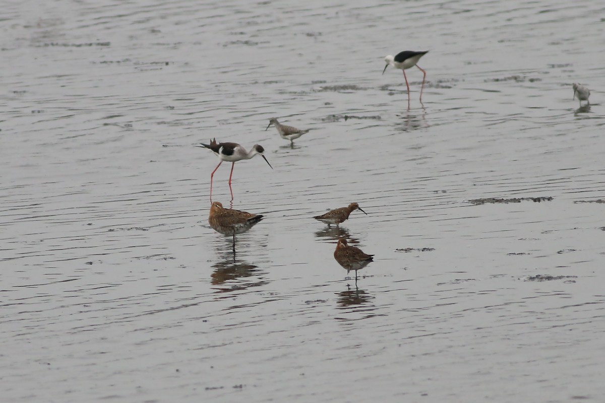 Black-tailed Godwit - ML642911570