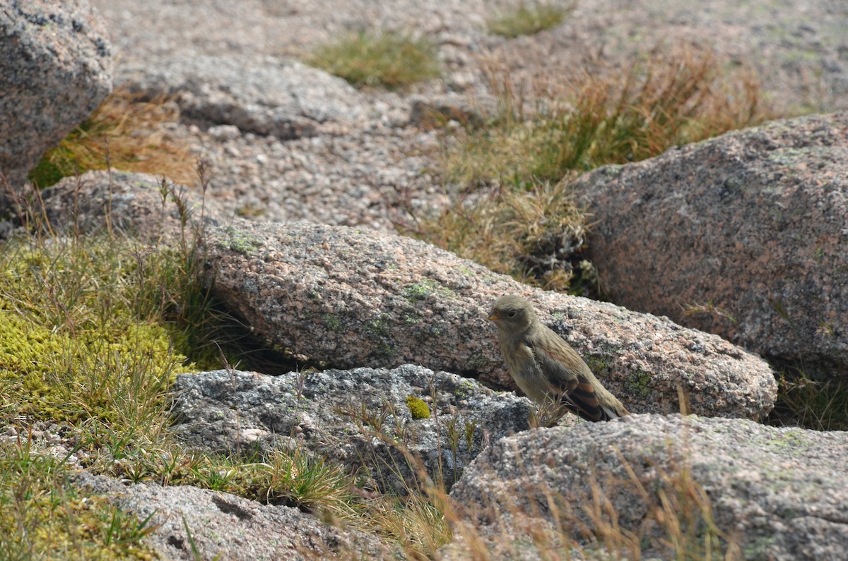 Snow Bunting - ML642911586