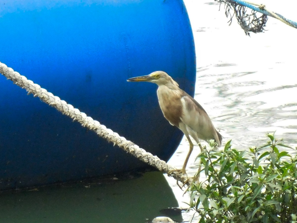 Javan Pond-Heron - ML642911587