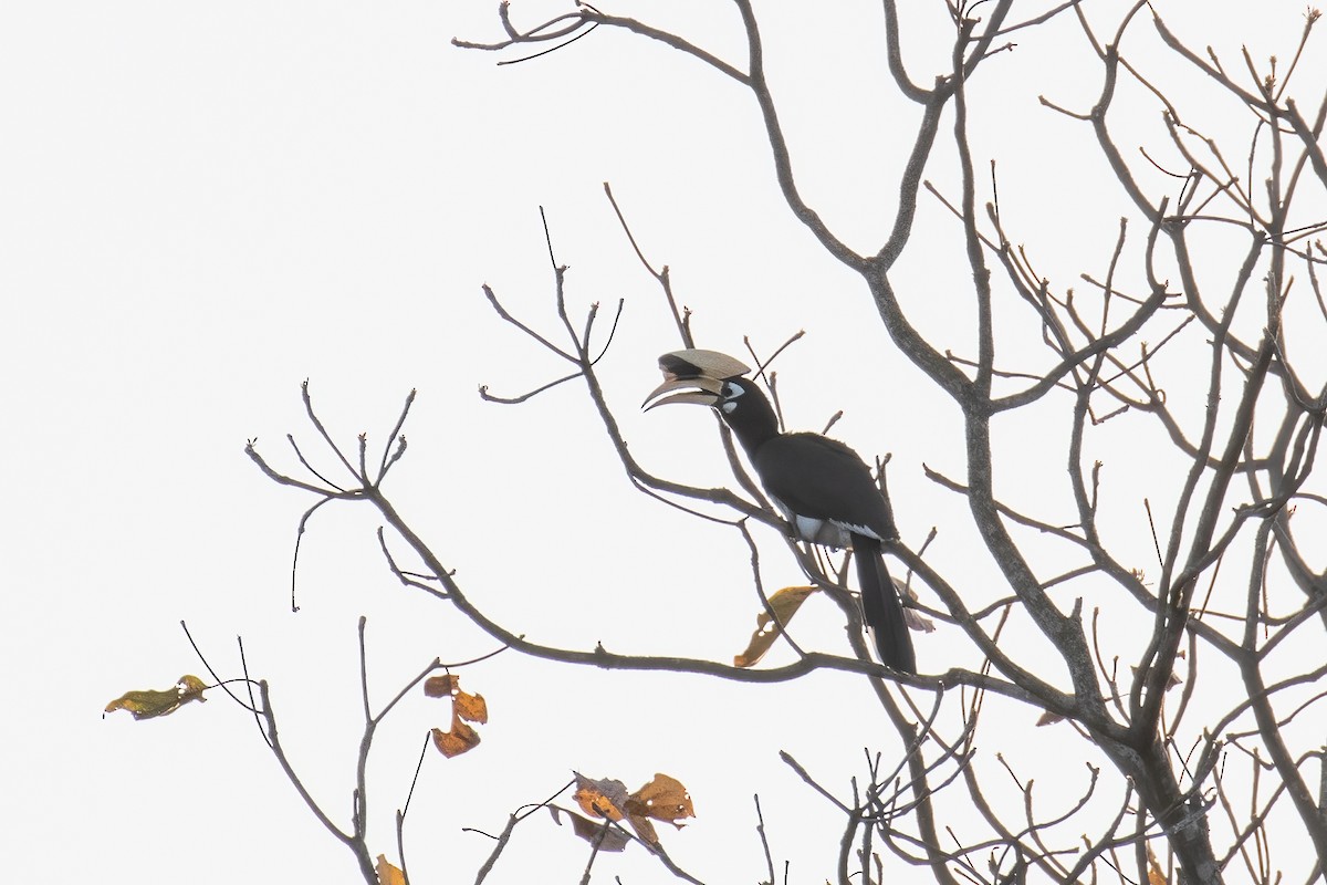 Oriental Pied-Hornbill - ML642911615