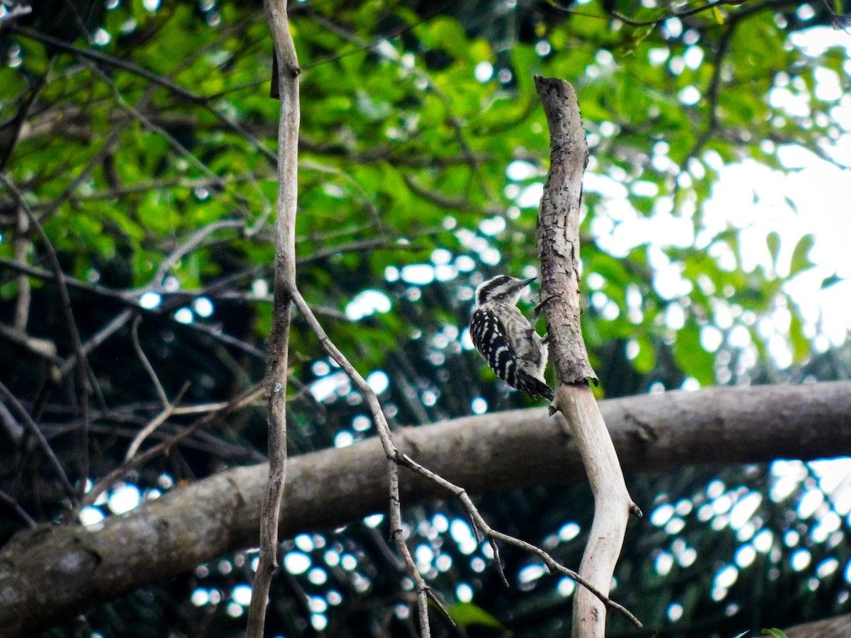 Sunda Pygmy Woodpecker - ML642911622