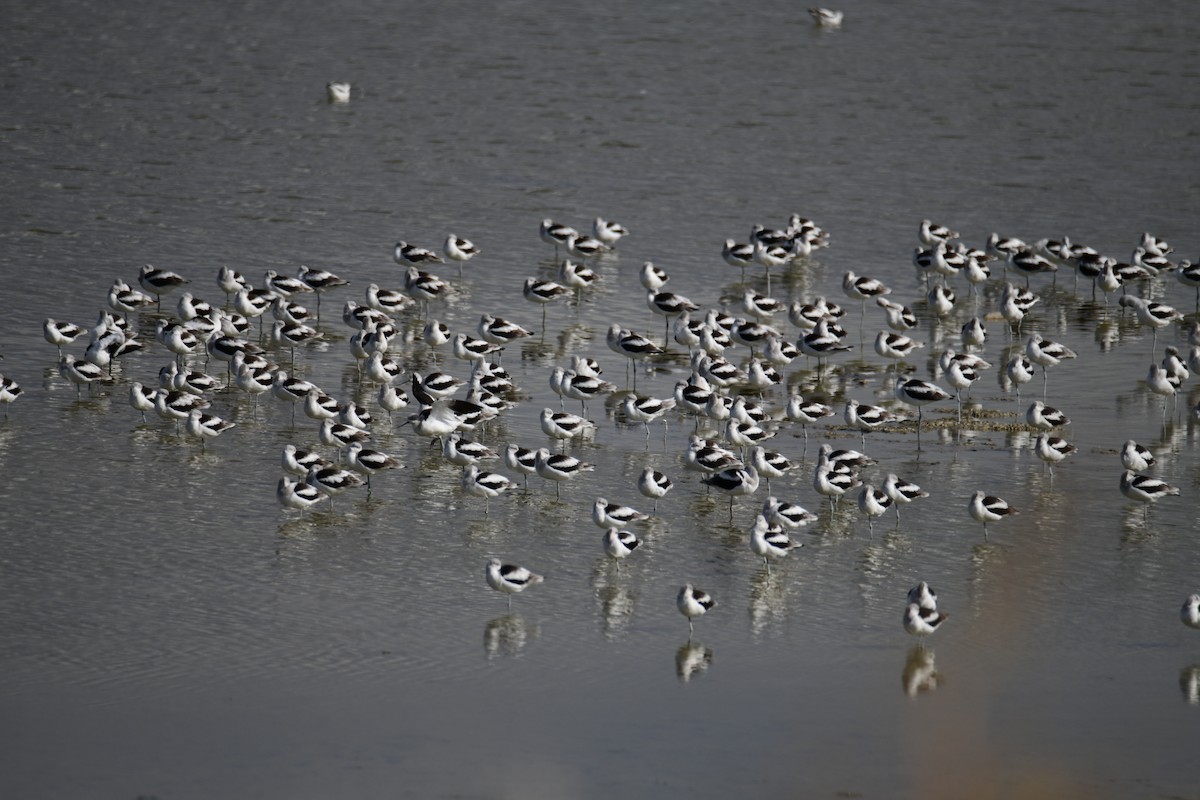 American Avocet - ML642911623