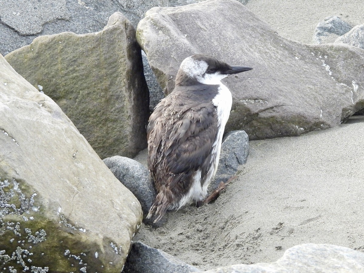 Common Murre - ML642911630