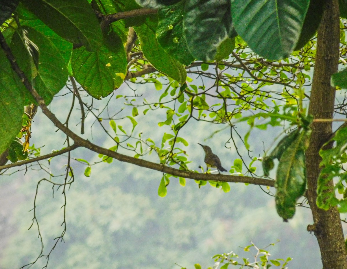 Ornate Sunbird - ML642911635