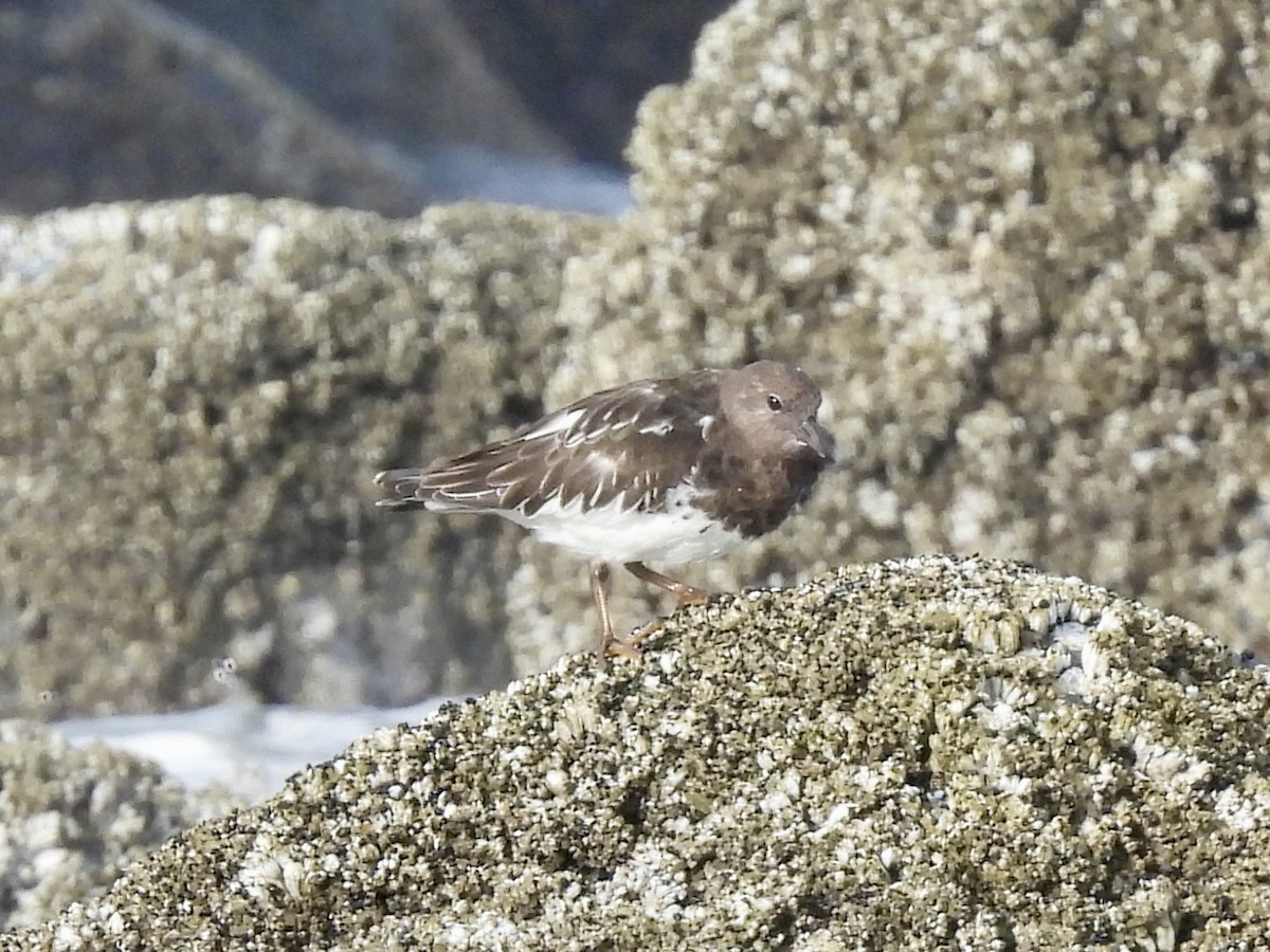 Black Turnstone - ML642911651
