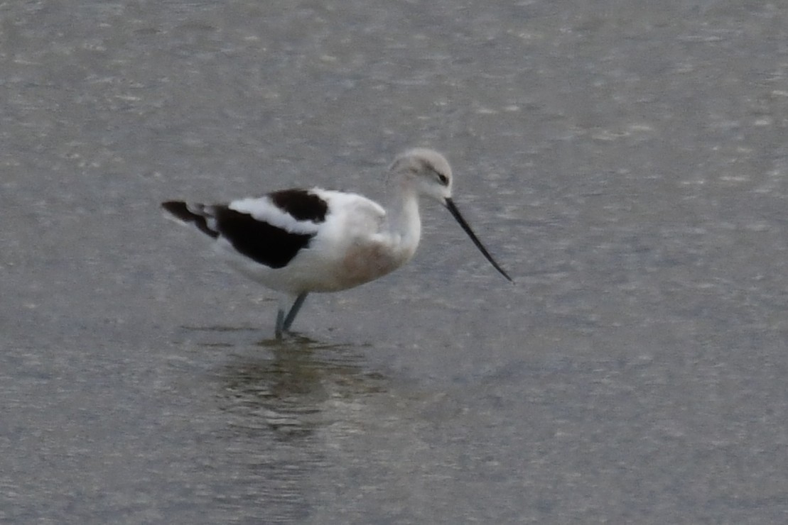 American Avocet - ML642911656