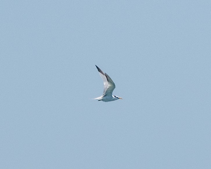 Lesser Crested Tern - ML642911658