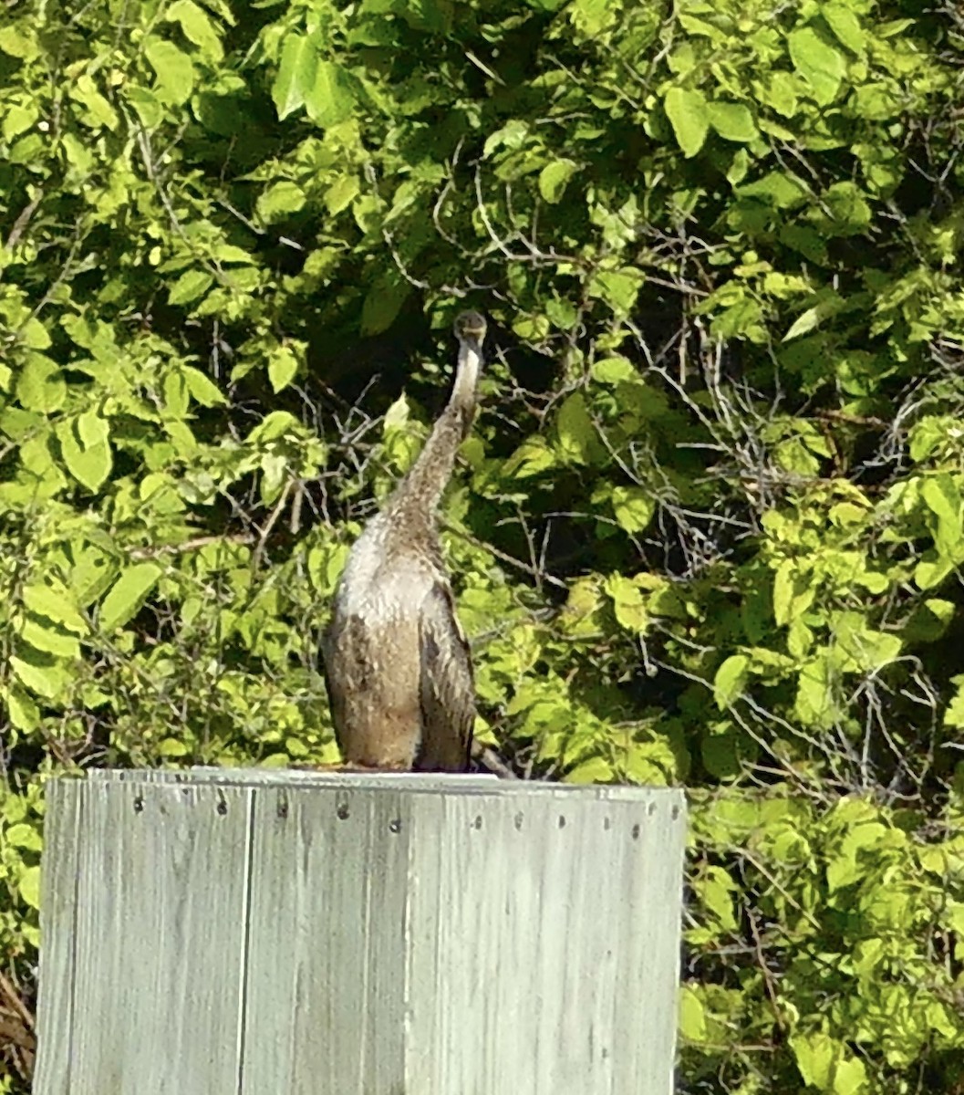 Anhinga - ML642911659