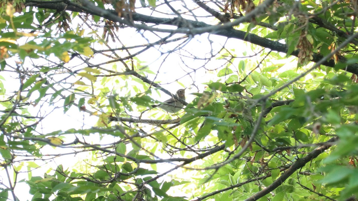 Swainson's Thrush - ML642911674