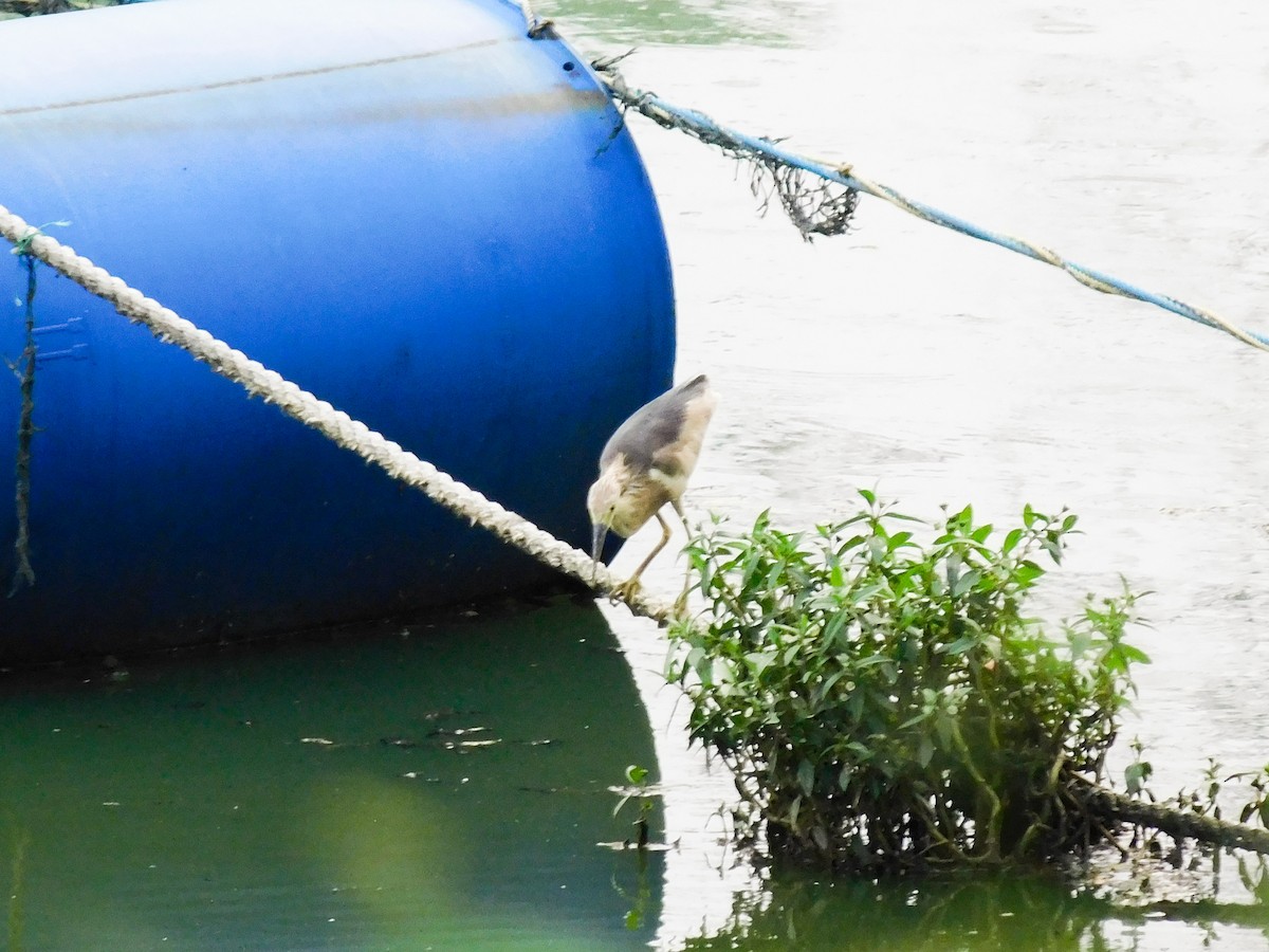 Javan Pond-Heron - ML642911679