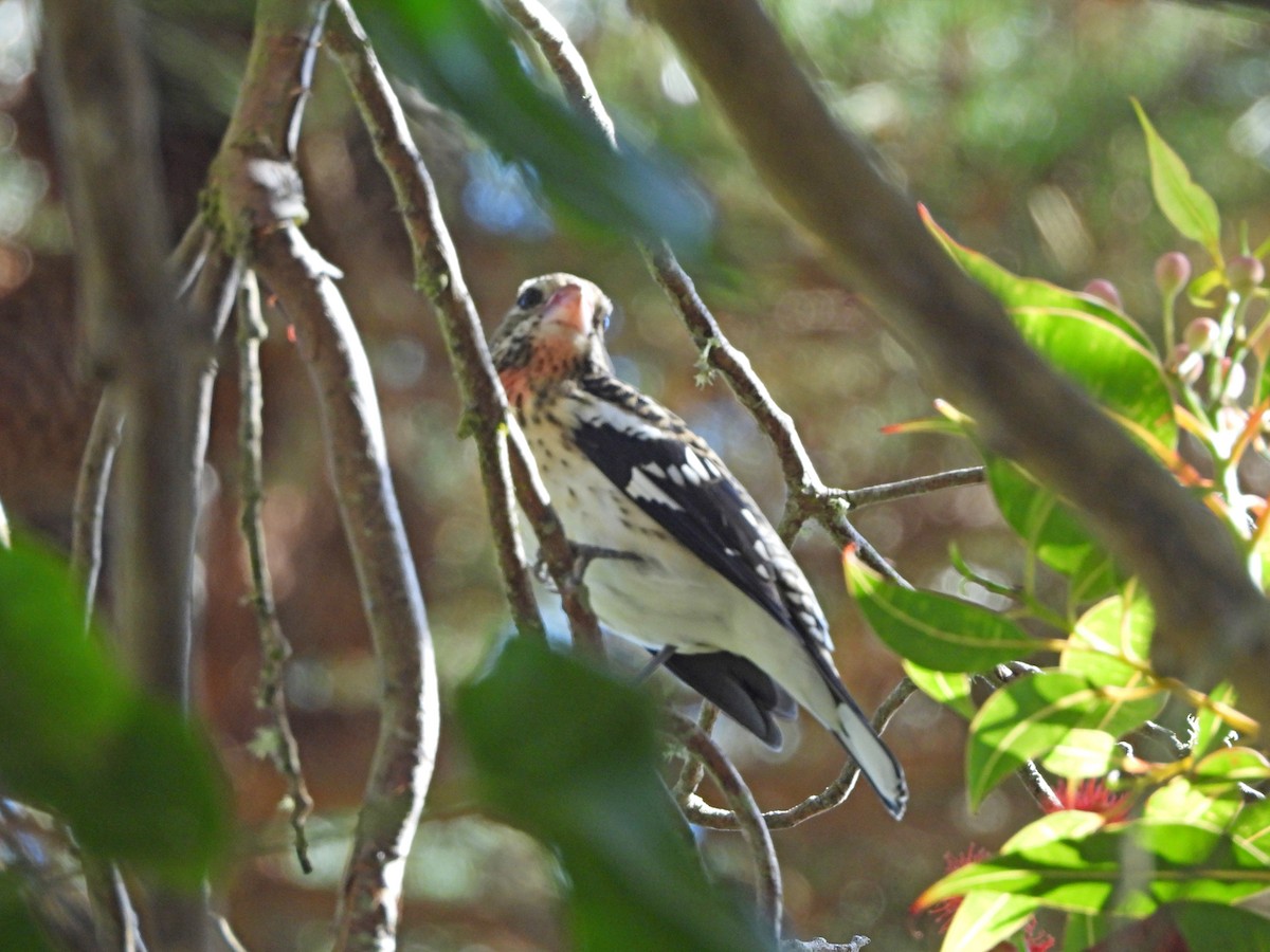 Rose-breasted Grosbeak - ML642911680