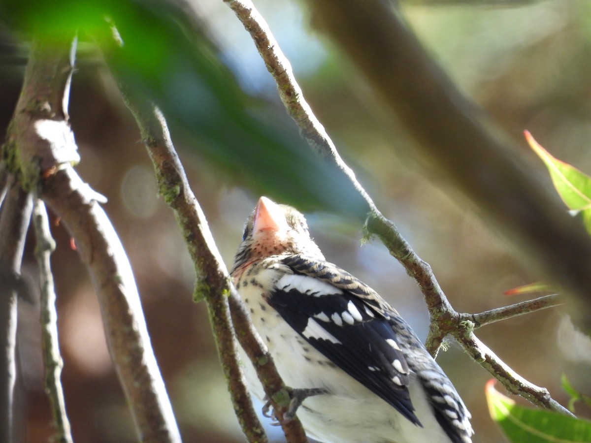 Rose-breasted Grosbeak - ML642911681