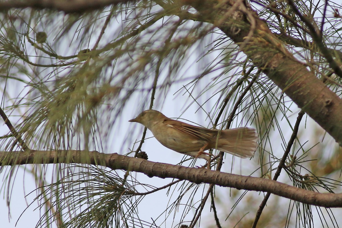 Japanese Bush Warbler - ML642911687