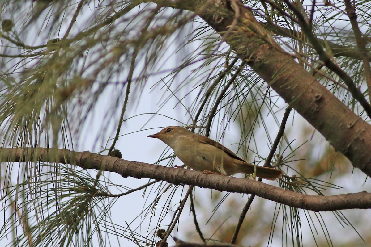 Japanese Bush Warbler - ML642911688