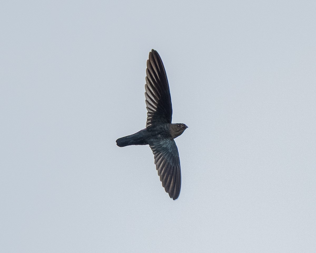 Plume-toed Swiftlet - ML642911689