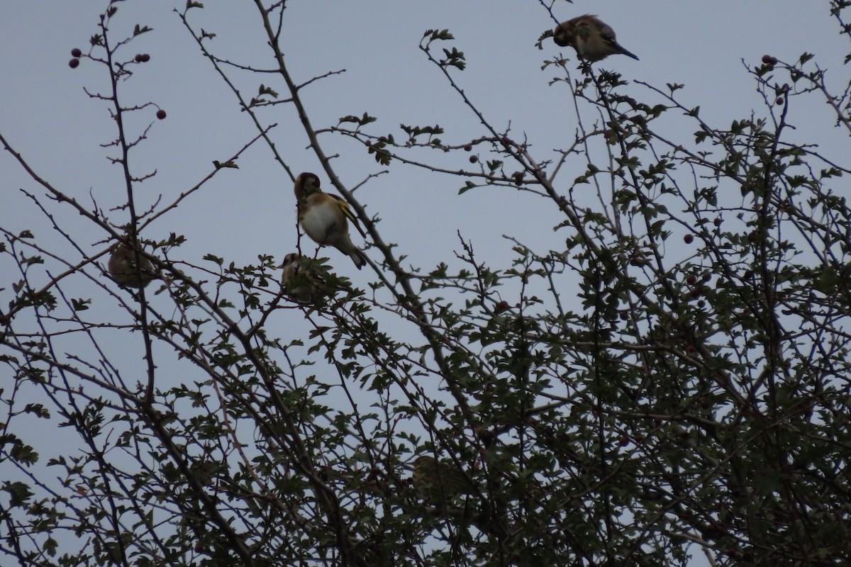 European Goldfinch - ML642911695