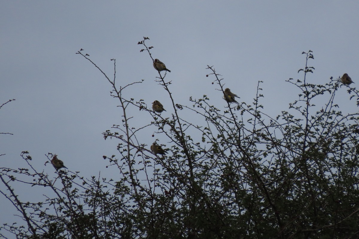 European Goldfinch - ML642911696
