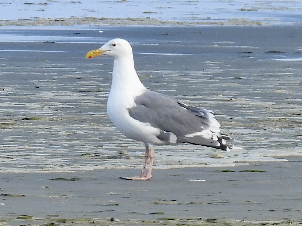 Western Gull - ML642911699