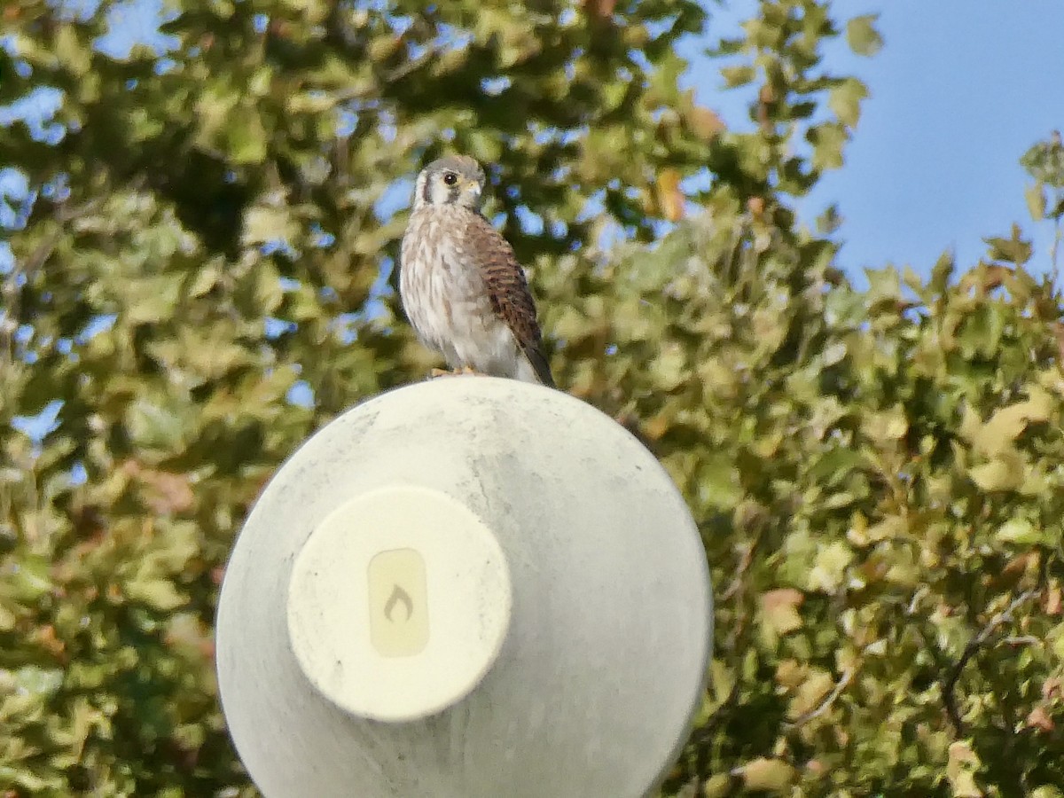 American Kestrel - ML642911717