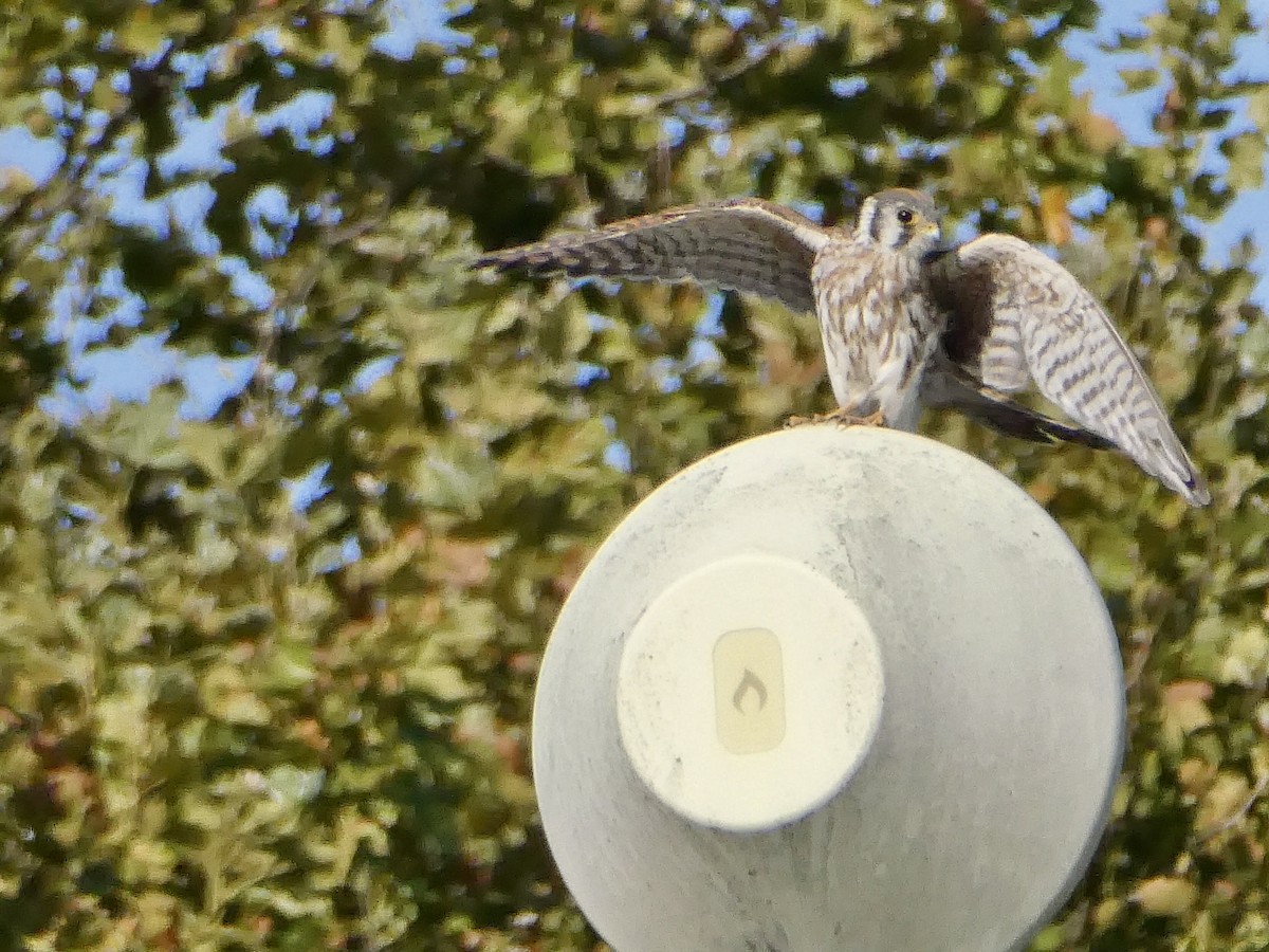 American Kestrel - ML642911718
