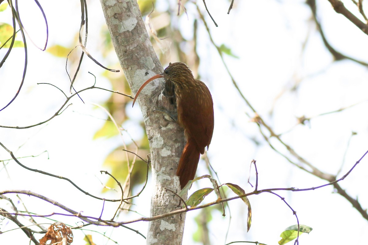 Red-billed Scythebill - ML642911723