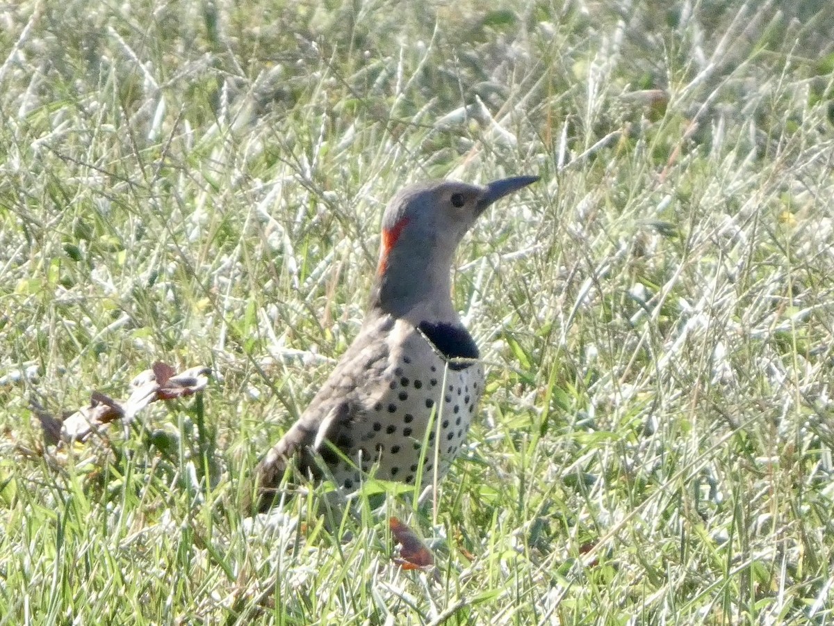 Northern Flicker - ML642911727