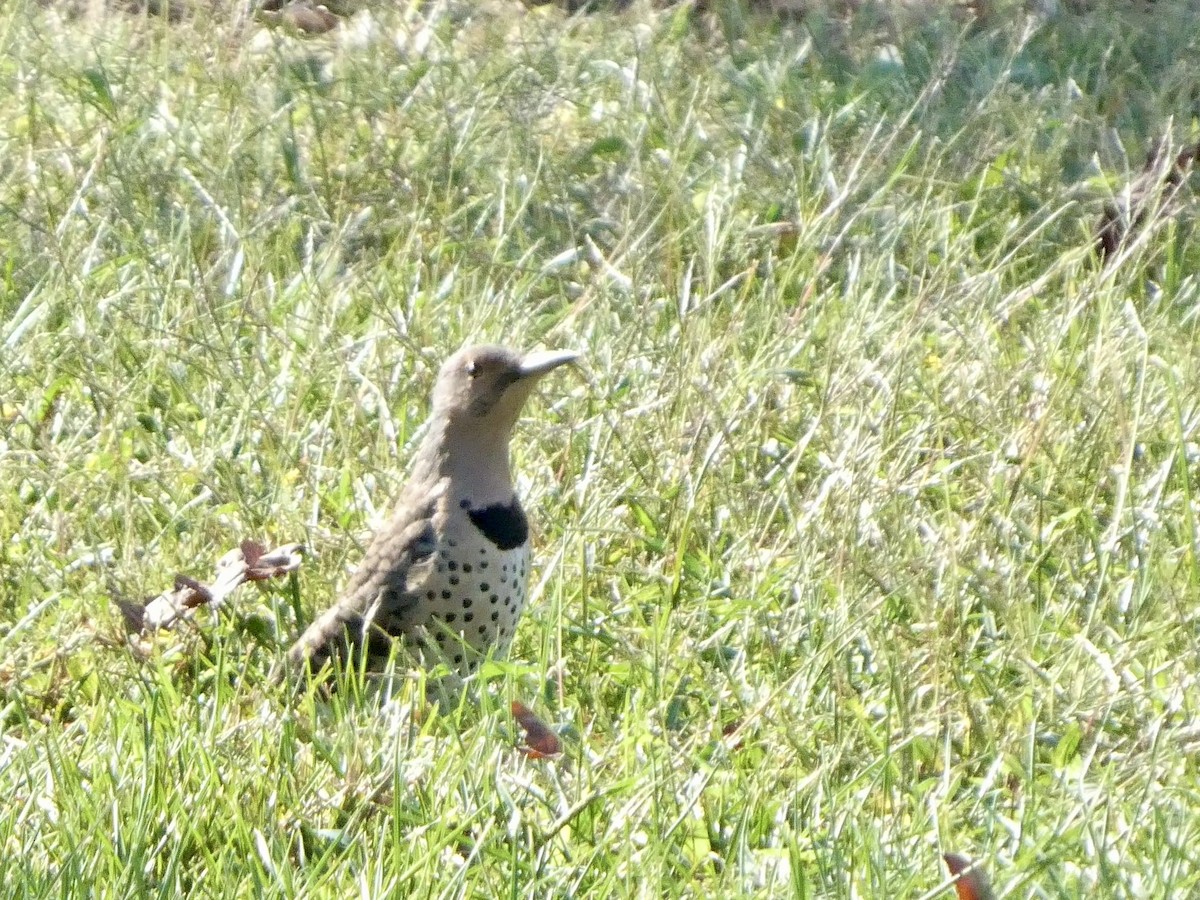 Northern Flicker - ML642911728