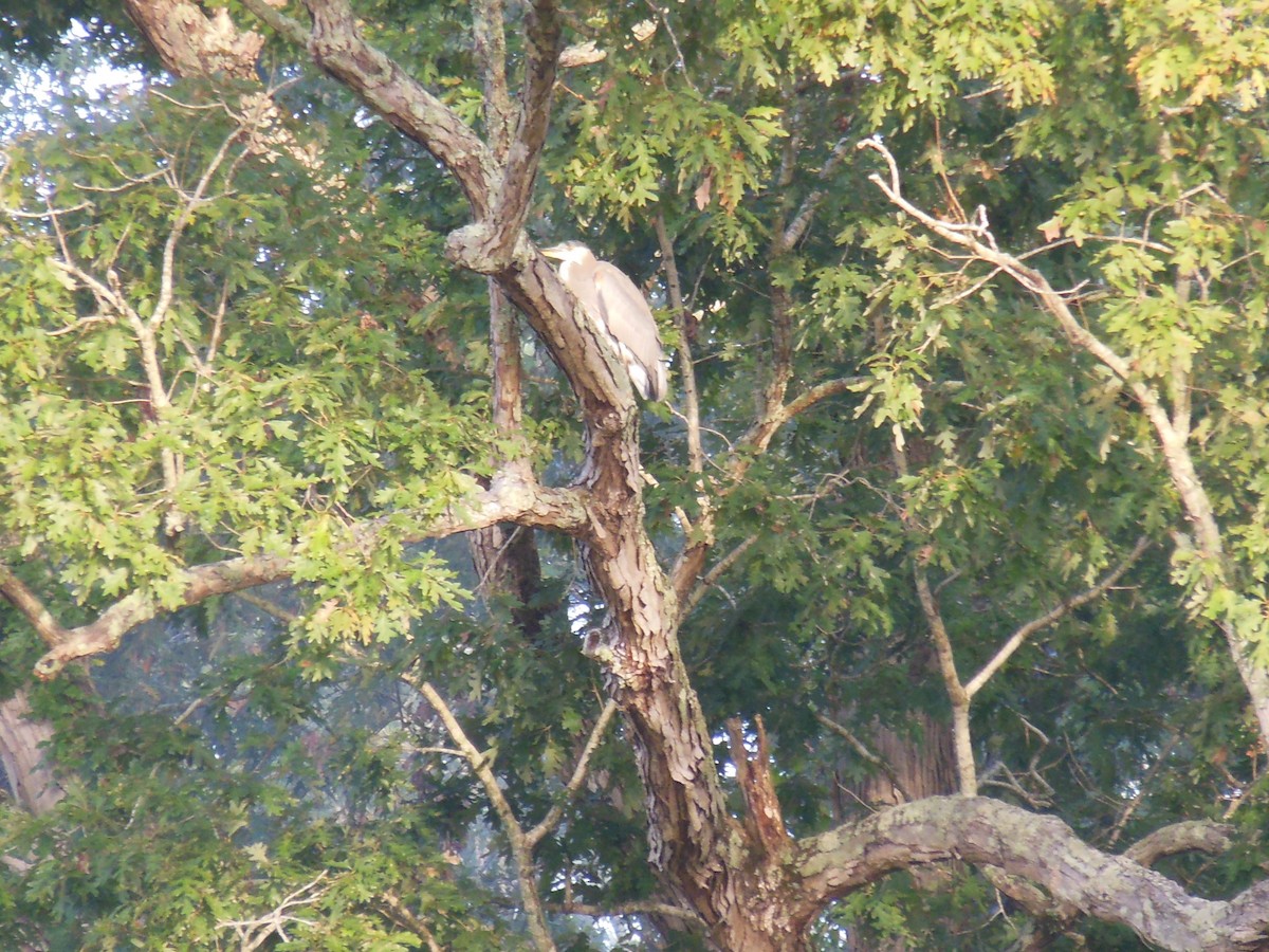 Great Blue Heron - ML642911731