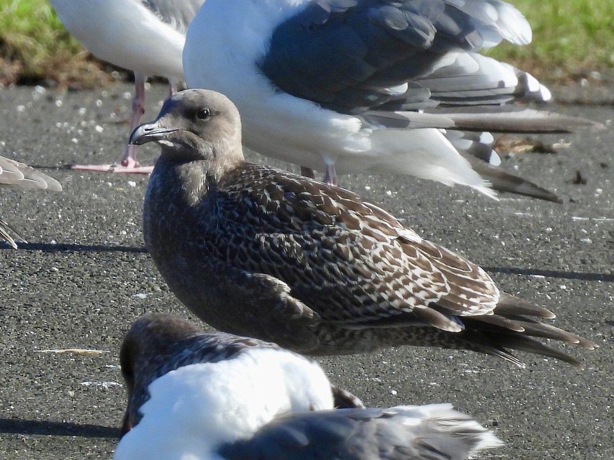 Western Gull - ML642911735