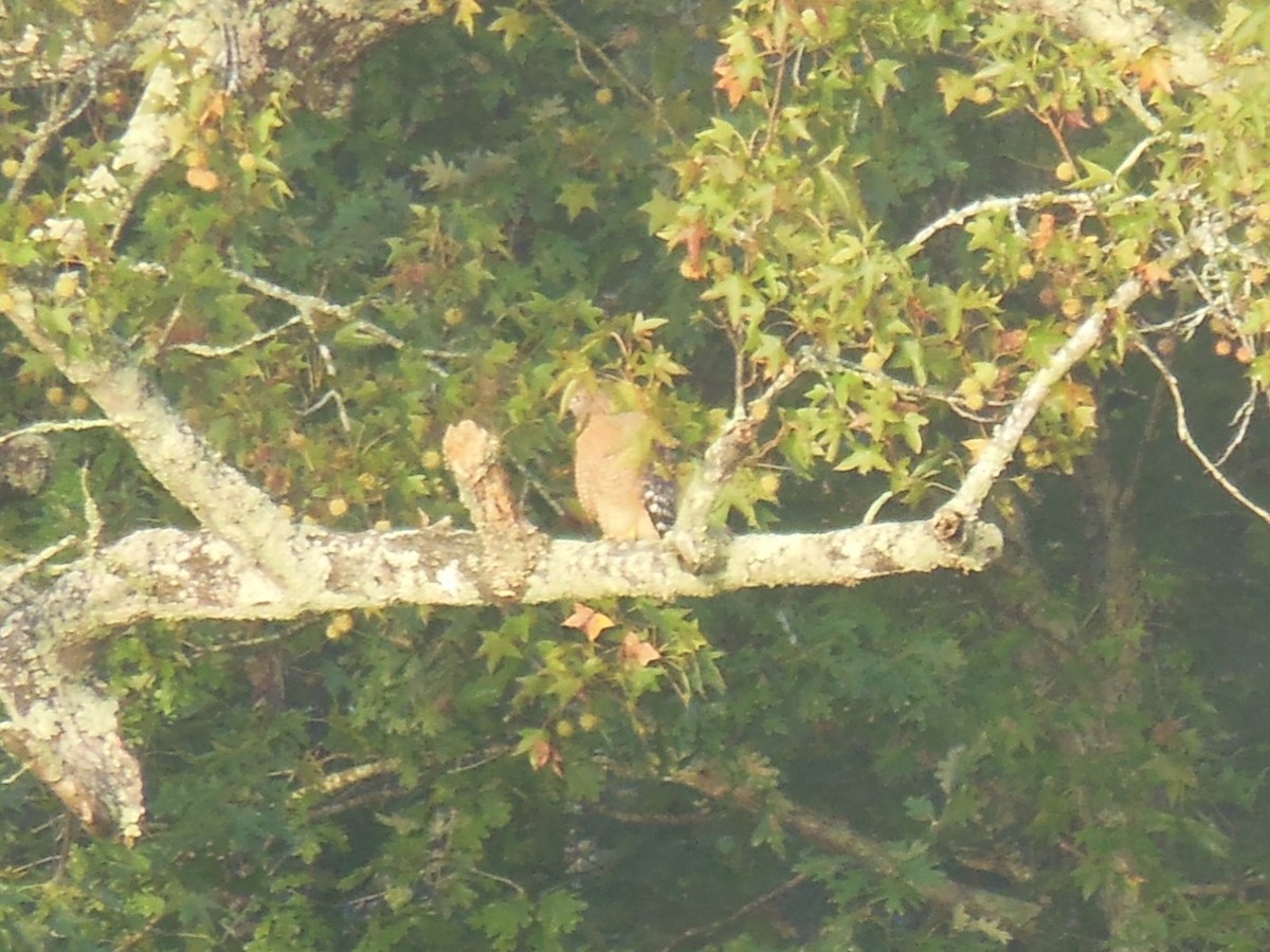Red-shouldered Hawk - ML642911738