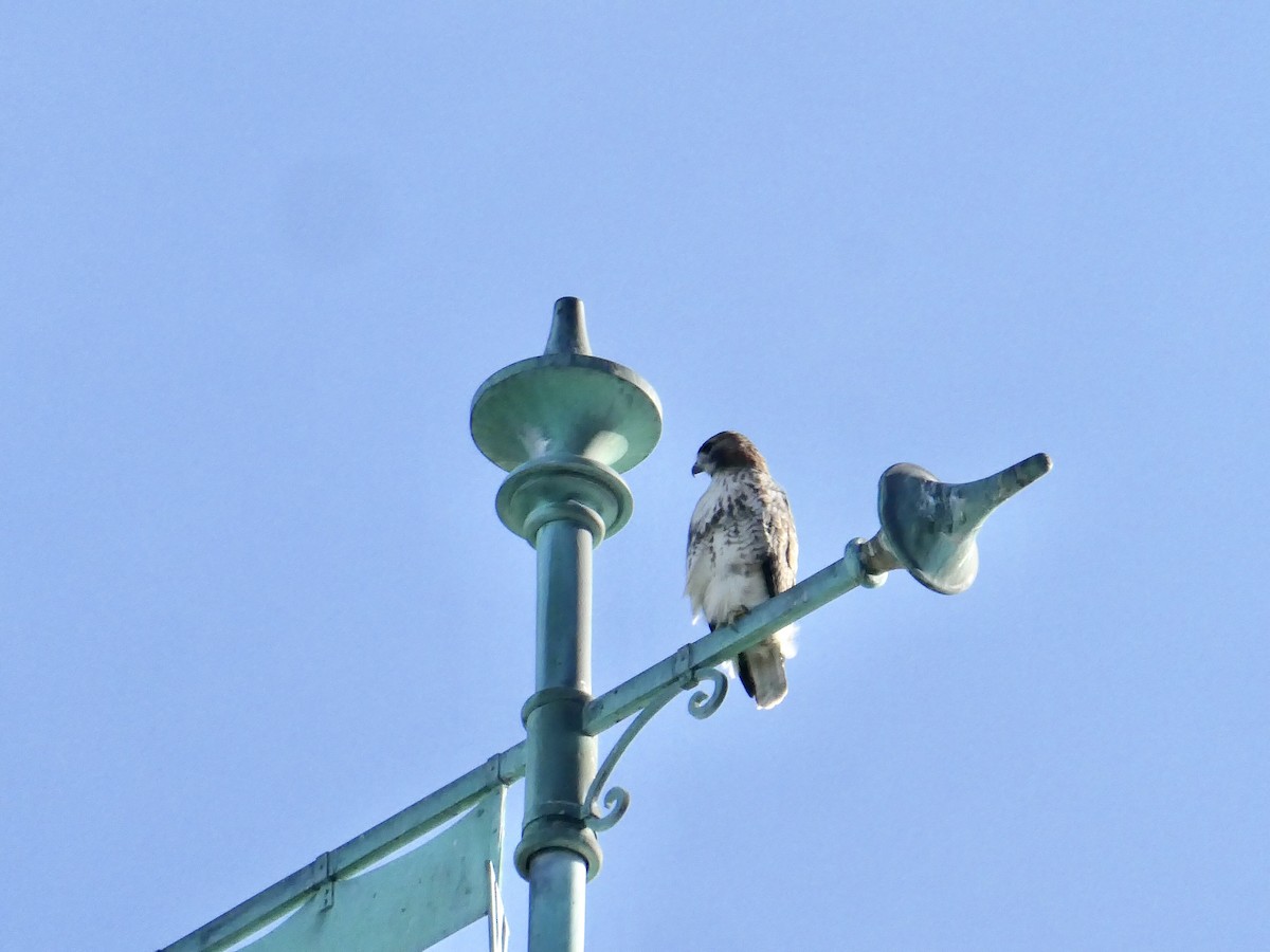 Red-tailed Hawk - ML642911743