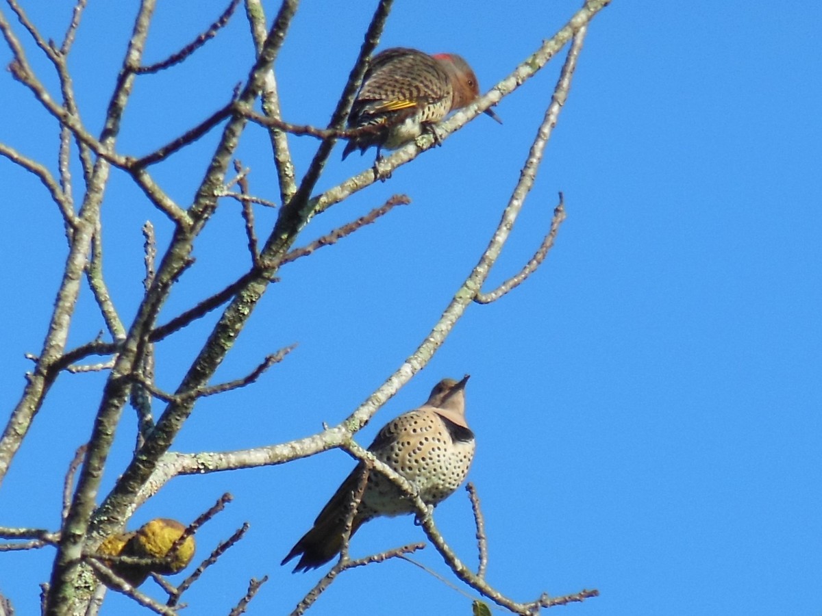 Northern Flicker - ML642911749