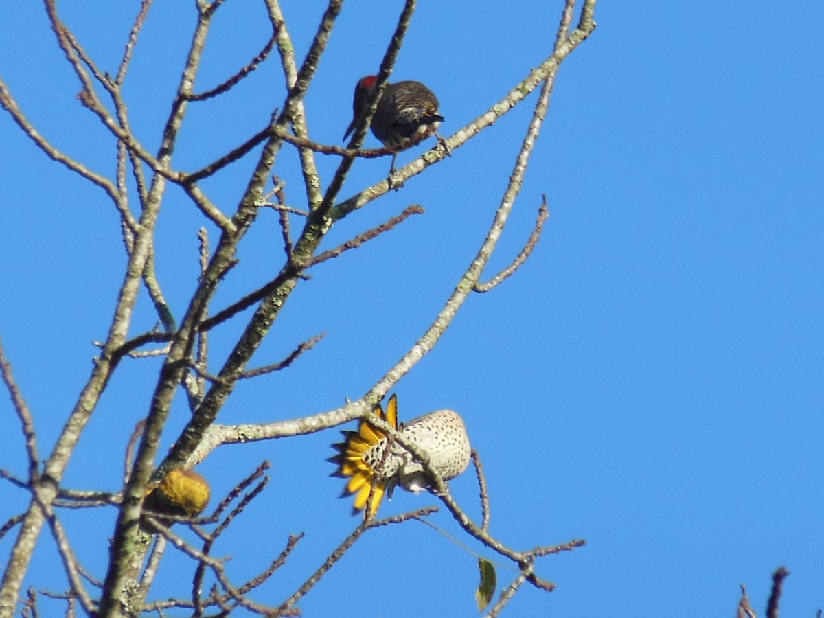 Northern Flicker - ML642911750