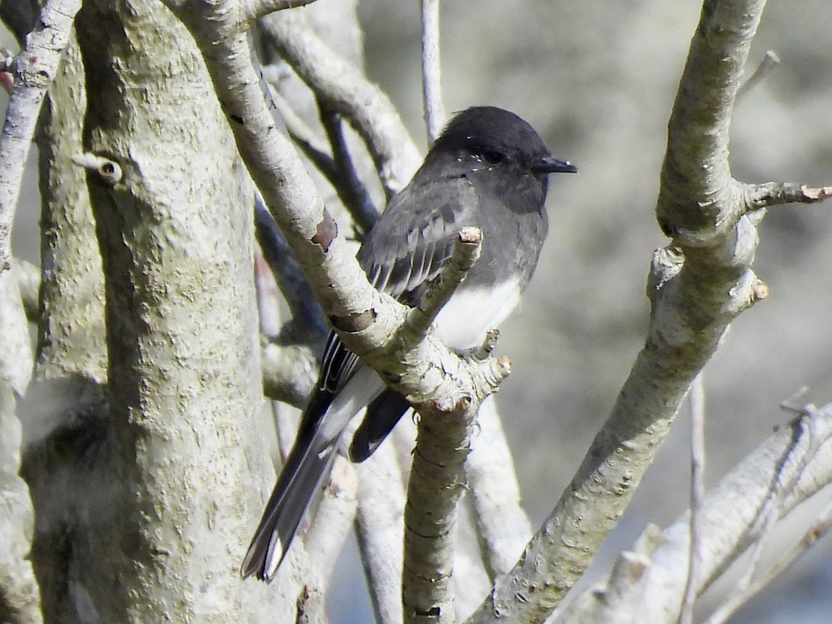 Black Phoebe - ML642911752