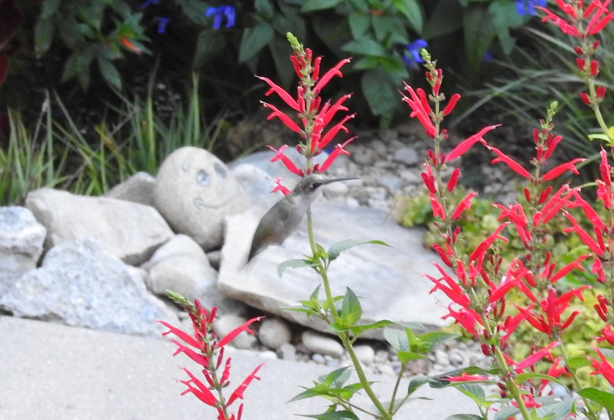 Ruby-throated Hummingbird - ML642911753