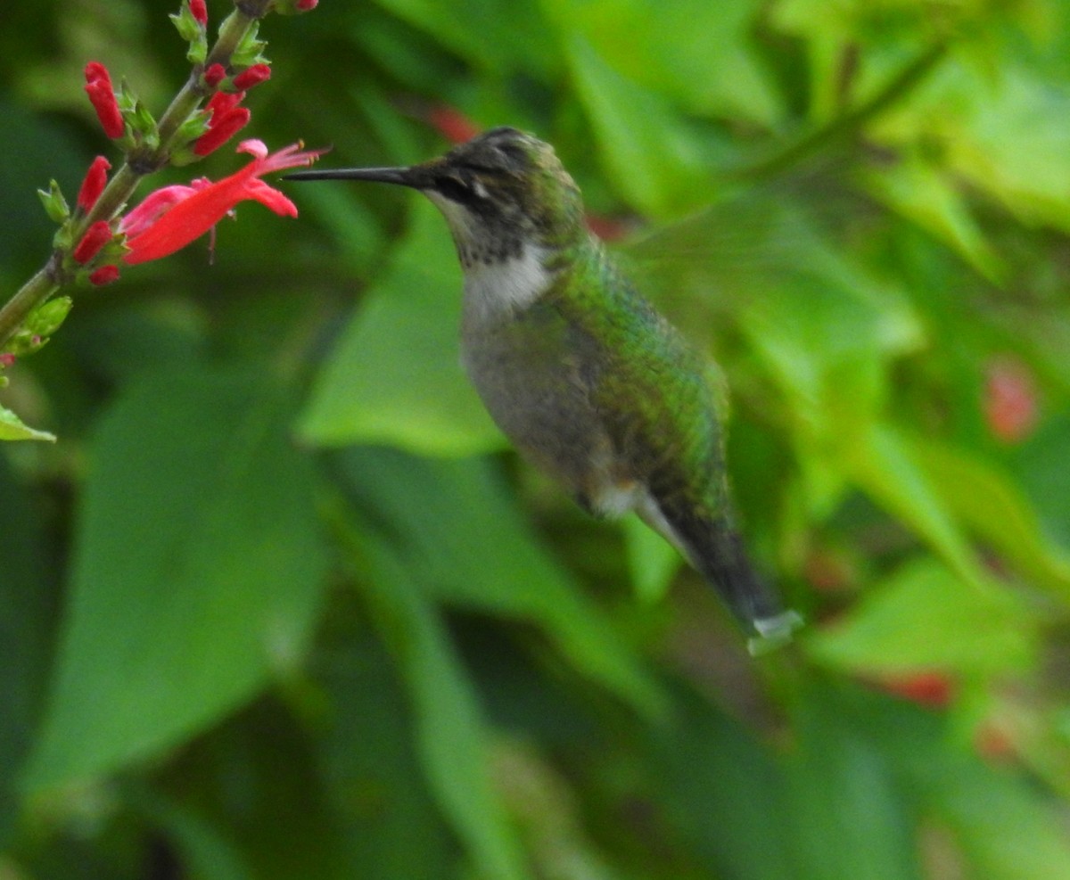 Ruby-throated Hummingbird - ML642911754