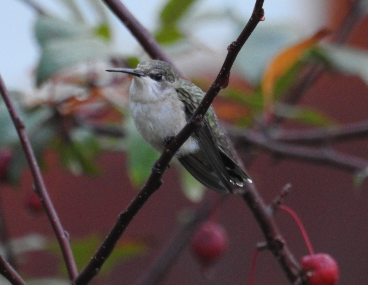 Ruby-throated Hummingbird - ML642911755