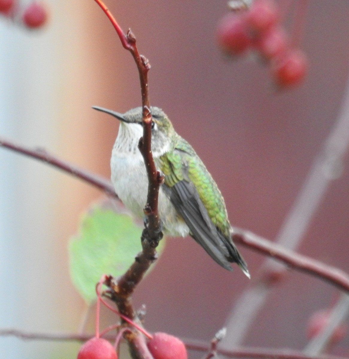 Ruby-throated Hummingbird - ML642911756